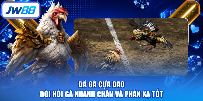 Đá gà cựa dao đòi hỏi gà nhanh chân và phản xạ tốt